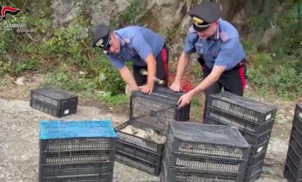 In auto con 2200 uccelli protetti a Villa San Giovanni, denunciato