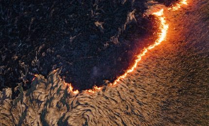 2025, anno nero per le foreste italiane