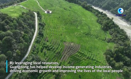 Cina: programma di assistenza aiuta coltivazione funghi lingzhi in Xizang