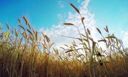 Grano, pi&ugrave; produzione in Europa ma crollo dei prezzi in Italia
