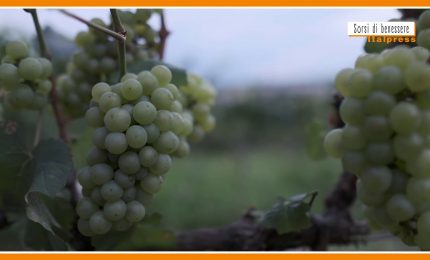 Sorsi di Benessere - Dall'uva un frullato salutare e goloso