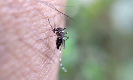 In Italia cresce l'attenzione sulle malattie infettive tropicali