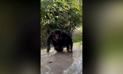 Deteneva illegalmente uno scimpanzé in casa nel Siracusano, denunciato