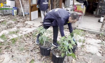 Coltivavano marijuana in casa e in giardino, due arresti nel Perugino