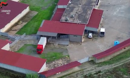 Macellazione clandestina di cavalli, un arresto e 5 denunce nel Crotonese