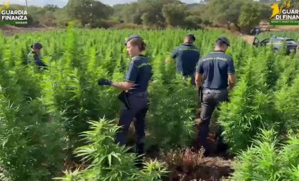 Maxi piantagione di marijuana scoperta nel Sassarese dalla Guardia di Finanza