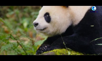 Cina, il parco nazionale del Panda Gigante santuario della biodiversità