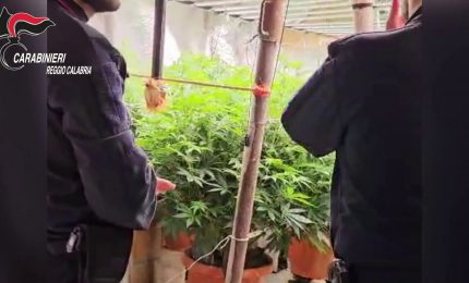 Bunker sotterraneo con piantagione "indoor" di marijuana a Plat&igrave;, 2 denunciati