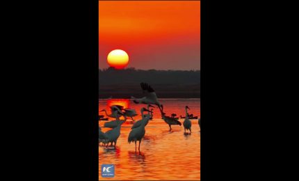 Cina, lago Poyang. Grande migrazione invernale degli uccelli