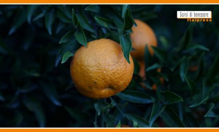 Sorsi di Benessere - Un pesto di agrumi facile da preparare