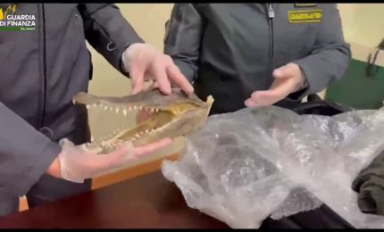 Sequestrata all'aeroporto di Palermo testa di un coccodrillo in via d'estinzione