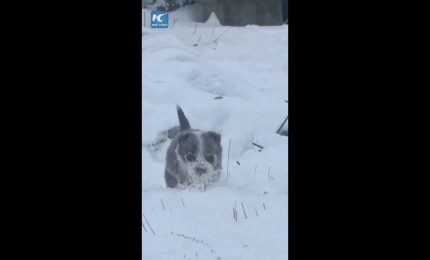 Cina, cucciolo di cane da pastore sfida la neve per radunare le pecore
