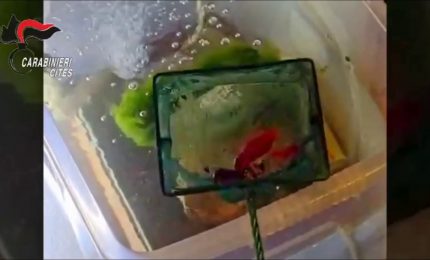 Grosseto, allevava e commerciava abusivamente gamberi della Louisiana