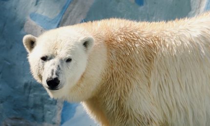 Orsi polari, il DNA si adatta al cambiamento climatico