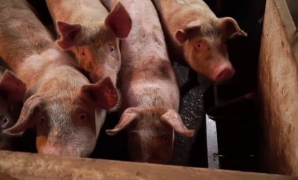 Agricoltura intensiva e pesticidi, allarme salute globale