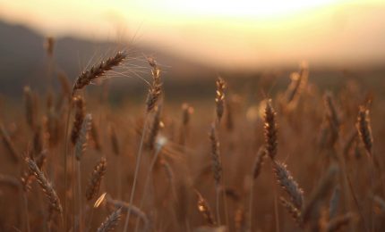 Grano duro, istituita la Commissione Unica Nazionale