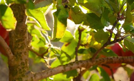 Mele italiane, il Trentino-Alto Adige resta leader nel 2025