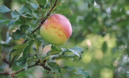 Agroalimentare, trend positivo per la mela italiana