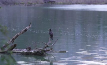 Zone umide, ecosistemi chiave contro la crisi climatica