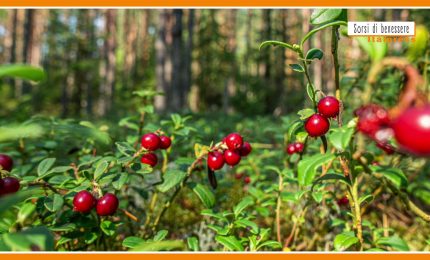 Sorsi di Benessere - Una tisana con mirtilli rossi e zenzero