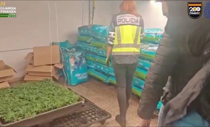 Traffico internazionale di droga, 12 arresti tra Italia e Spagna