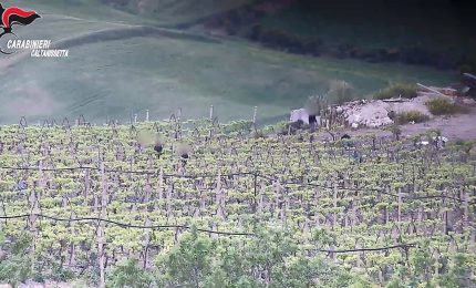 Coltivavano e vendevano marijuana, 5 arresti tra il Nisseno e il Palermitano