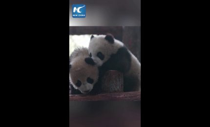 Due cuccioli gemelli di panda debuttano in pubblico allo Shanghai Wildlife Park