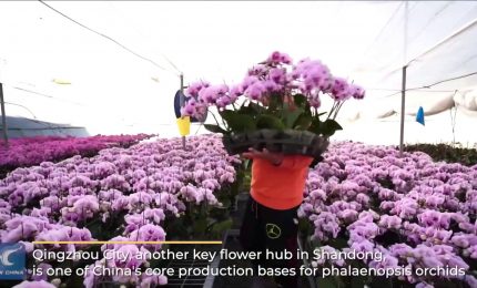 Cina, l'energia rinnovabile utilizzata per riscaldare le serre di fiori