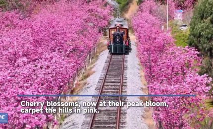 Cina, i ciliegi nello Yunnan raggiungono la piena fioritura