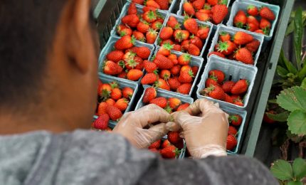 Export alimentare in aumento, ma manca personale qualificato