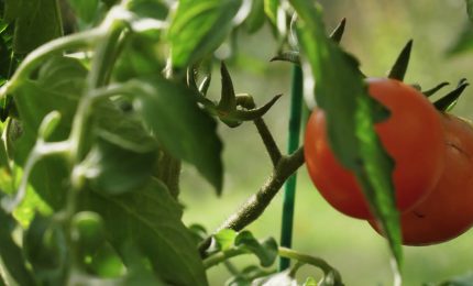 Agricoltura, il biologico migliora rese e sostenibilit&agrave;