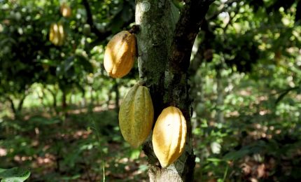 Caff&egrave; e cacao a rischio: mercati sempre pi&ugrave; instabili