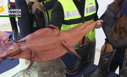Scoperto all'aeroporto di Fiumicino un traffico illegale di pelli di rettile