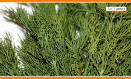 Sorsi di Benessere - Le propriet&agrave; dell'aneto