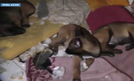 Stroncato traffico cani di razza, cuccioli tratti in salvo a Torino