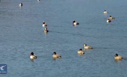 Cina, lo spettacolo degli uccelli migratori in viaggio verso Nord