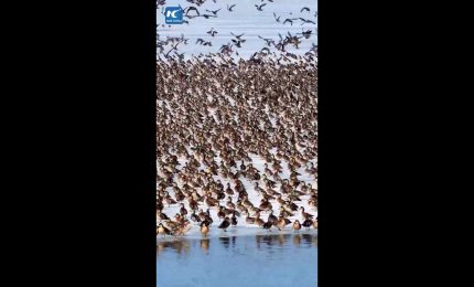 Cina, lo spettacolo degli uccelli migratori che tornano con la primavera