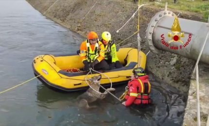 Lupa si tuffa in acqua, le immagini del salvataggio dei Vigili del Fuoco