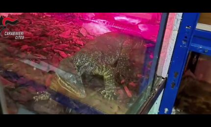 Rettili pericolosi nascosti in casa nel Barese, una denuncia