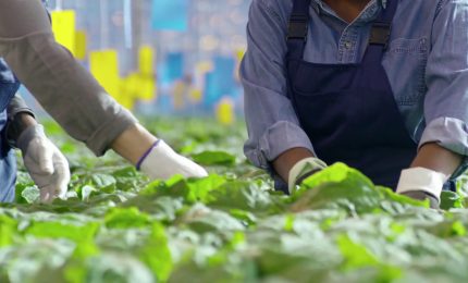 Corte dei Conti Ue, poco efficaci i fondi per l'innovazione in agricoltura