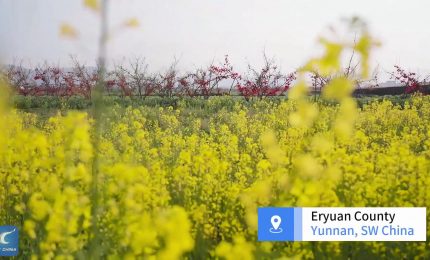 Cina: le fioriture primaverili richiamano visitatori a Dali