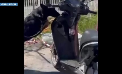 Cane poliziotto trova droga nascosta in uno scooter, un arresto a Catania