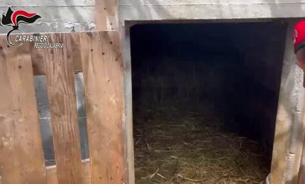 Trovato un bunker sotterraneo con serra hi-tech, quattro arresti nel Reggino