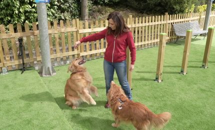 A MagicLand nasce DogLand - Anas, area dedicata al divertimento dei cani