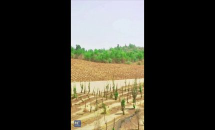 Cina, dalla sabbia ai campi fertili, il "miracolo verde" nello Xinjiang