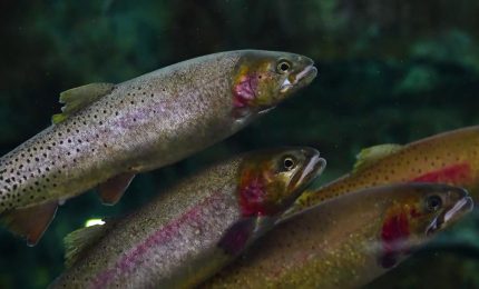 Life Streams, al via il recupero della trota mediterranea