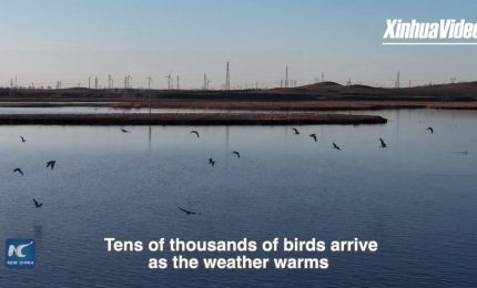 Cina, uccelli migratori tornano nella zona umida di Kangba Noel