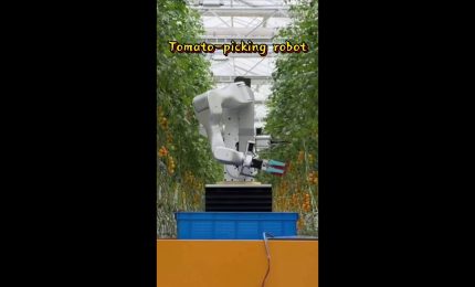 Cina, ricercatori sviluppano robot umanoide per la raccolta dei pomodori