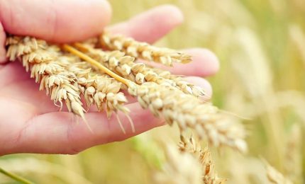 Grano, il modello Casillo fra tracciabilit&agrave; e formazione