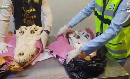 All'aeroporto di Malpensa sequestrati due teschi di coccodrillo